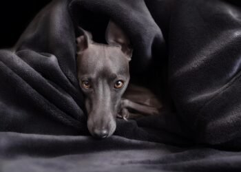 Cozy Canine Couture: The Essential Guide to Puppy Sweaters