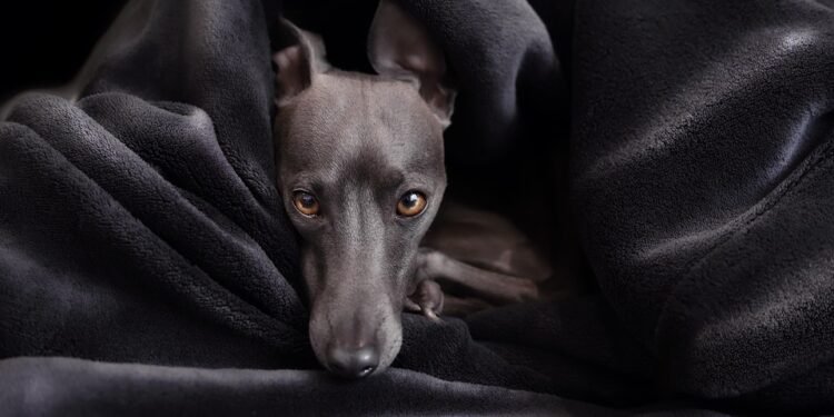 Cozy Canine Couture: The Essential Guide to Puppy Sweaters