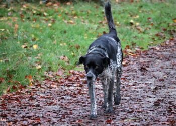 Unleash Your Dog’s Potential: Top-Rated Training Classes Near You