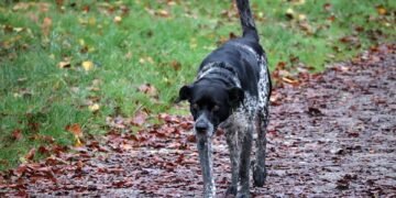 Unleash Your Dog’s Potential: Top-Rated Training Classes Near You