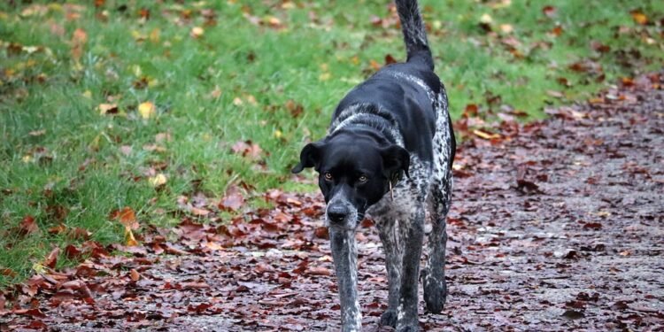 Unleash Your Dog’s Potential: Top-Rated Training Classes Near You