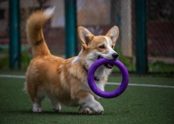 Unleash Your Dog’s Potential: Transformative Private Training for a Well-Behaved Companion