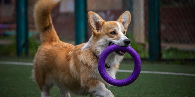 Unleash Your Dog’s Potential: Transformative Private Training for a Well-Behaved Companion