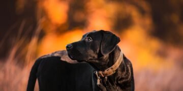 Taming the Beast: Expert Dog Aggression Training Near You