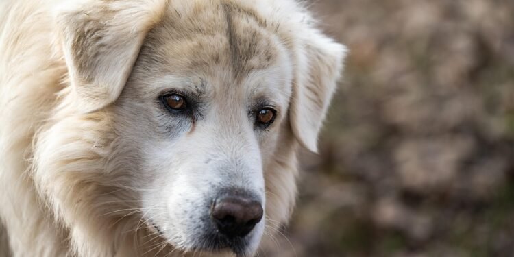 Puppy Perfection: The Ultimate Guide to Stylish Dog Sweaters