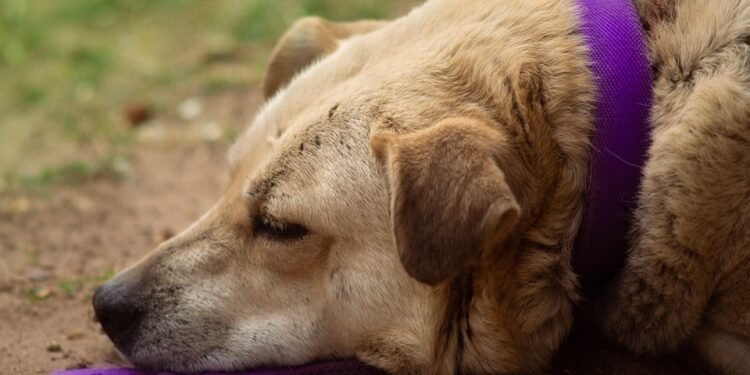 Unleash Your Pup’s Potential: The Ultimate Tactical Dog Collar for Superior Control
