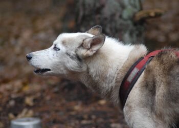 Unleash Your Dog’s Potential: Discover the Best Dog School Near You