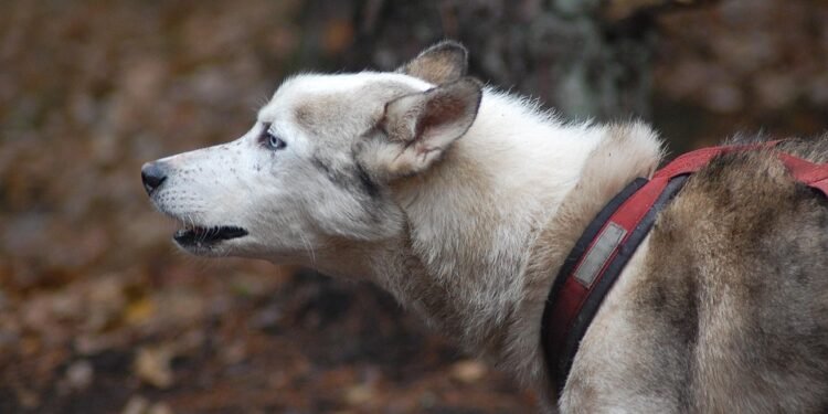 Unleash Your Dog’s Potential: Discover the Best Dog School Near You