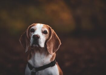 Pawsitively Pup-tastic: The Ultimate Dog T-Shirt Collection!
