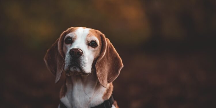 Pawsitively Pup-tastic: The Ultimate Dog T-Shirt Collection!