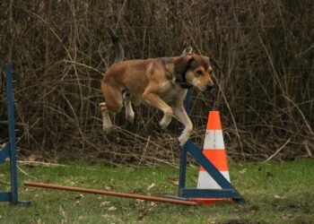 Pawsitively Affordable: Training Your Pup on a Budget