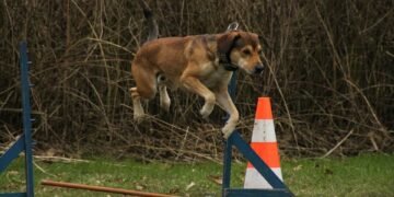 Pawsitively Affordable: Training Your Pup on a Budget