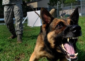 Unleash Your Dog’s Potential: Local Therapy Dog Training Services Available Now