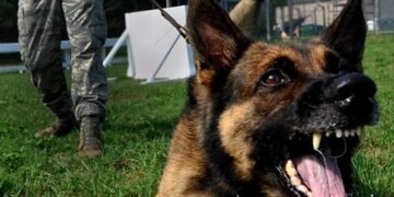 Unleash Your Dog’s Potential: Local Therapy Dog Training Services Available Now