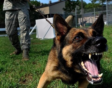 Unleash Your Dog’s Potential: Local Therapy Dog Training Services Available Now