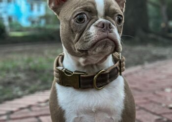 The Ultimate Style Statement: Designer Dog Collars that Will Make Heads Turn!