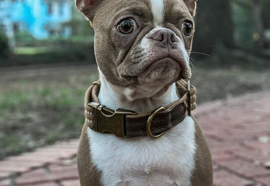 The Ultimate Style Statement: Designer Dog Collars that Will Make Heads Turn!