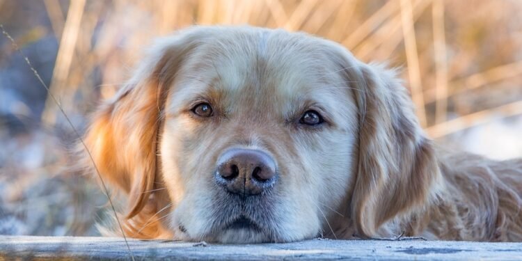 Unleash Your Passion: Find Rewarding Dog Daycare Jobs Near You