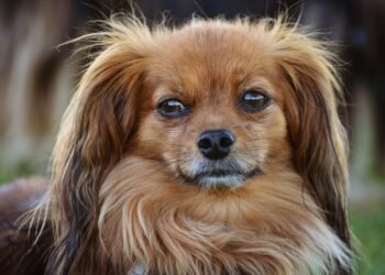 Pawsitively Perfect: The Ultimate Guide to Dog-Friendly Parks