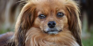 Pawsitively Perfect: The Ultimate Guide to Dog-Friendly Parks