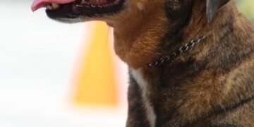 Unleash Your Pup’s Potential: Discover Free Dog Training Near You!