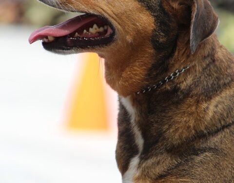 Unleash Your Pup’s Potential: Discover Free Dog Training Near You!