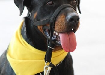 Mastering Canine Aggression: Local Training Solutions for Your Dog’s Behavior