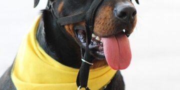 Mastering Canine Aggression: Local Training Solutions for Your Dog’s Behavior