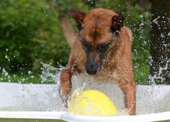 Pawsitively Fun: The Ultimate Guide to Dog Ball Toys for Endless Playtime