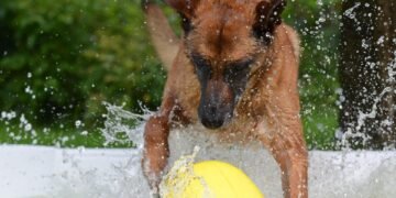 Pawsitively Fun: The Ultimate Guide to Dog Ball Toys for Endless Playtime