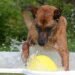 Pawsitively Fun: The Ultimate Guide to Dog Ball Toys for Endless Playtime