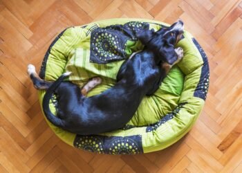 Pawsitive Progress: Unleash Your Dog’s Potential with Therapy Dog Training Near You