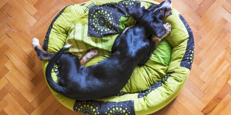 Pawsitive Progress: Unleash Your Dog’s Potential with Therapy Dog Training Near You