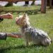 Find Your Furry Friend’s Purpose: Top-rated Therapy Dog Training Near You