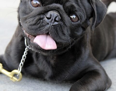 Unleash Your Dog’s Potential: Free Training Classes Near Me