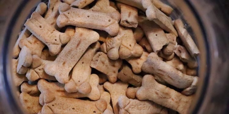 Soft and Savory: The Best Food Options for Senior Dogs Without Teeth