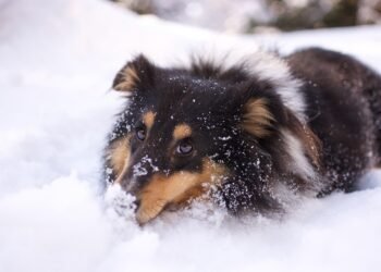 Unlocking Your Dog’s Full Potential: The Power of Private Training