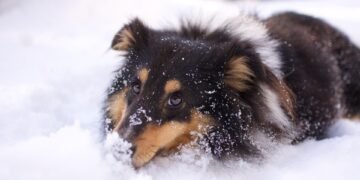 Unlocking Your Dog’s Full Potential: The Power of Private Training