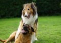 The Tail-Wagging Transformation: Unlocking Your Dog’s Potential Through Private Training