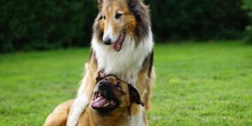 The Tail-Wagging Transformation: Unlocking Your Dog’s Potential Through Private Training