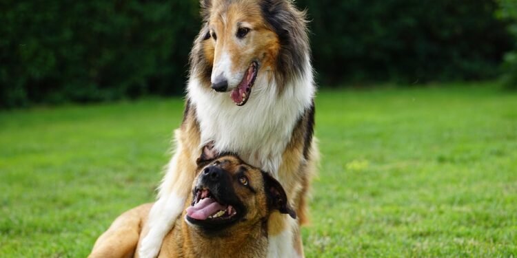 The Tail-Wagging Transformation: Unlocking Your Dog’s Potential Through Private Training