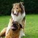 The Tail-Wagging Transformation: Unlocking Your Dog’s Potential Through Private Training
