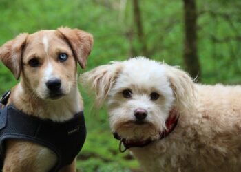 Unleash Your Dog’s Potential: Free Training Near You!