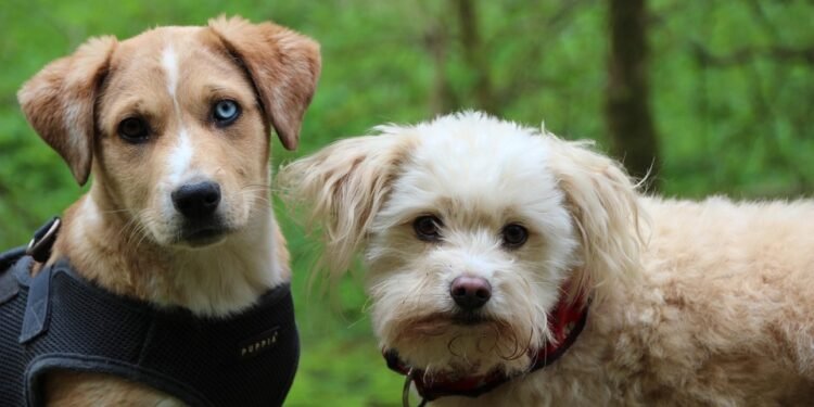 Unleash Your Dog’s Potential: Free Training Near You!