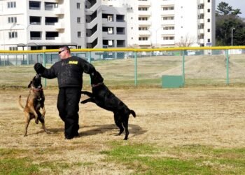 Train Your Pup on a Budget: Affordable Dog Training Solutions for Every Owner
