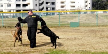 Train Your Pup on a Budget: Affordable Dog Training Solutions for Every Owner