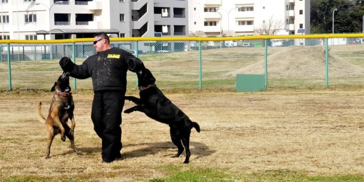 Train Your Pup on a Budget: Affordable Dog Training Solutions for Every Owner