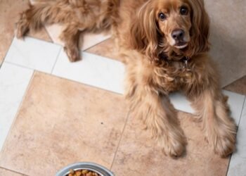 Top Picks: Nutrient-Rich Cuisine for Senior Pups
