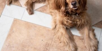 Top Picks: Nutrient-Rich Cuisine for Senior Pups