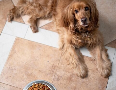 Top Picks: Nutrient-Rich Cuisine for Senior Pups